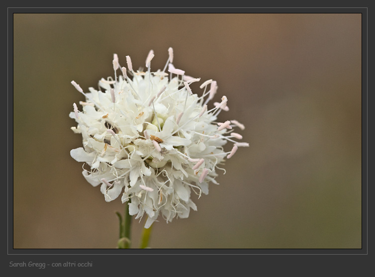 Cephalaria leucantha