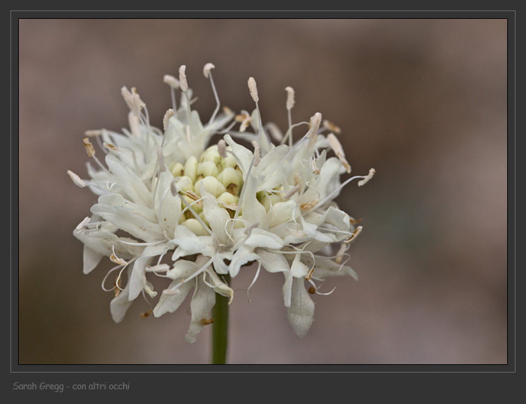 Cephalaria leucantha