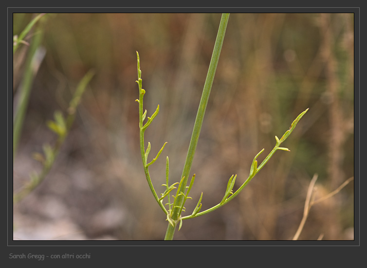 Cephalaria leucantha