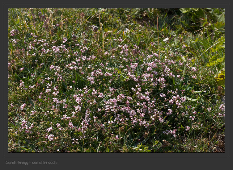 Congeneri? - Asperula sp.