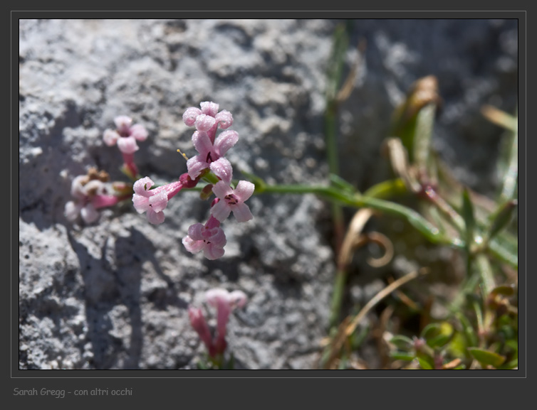 Congeneri? - Asperula sp.