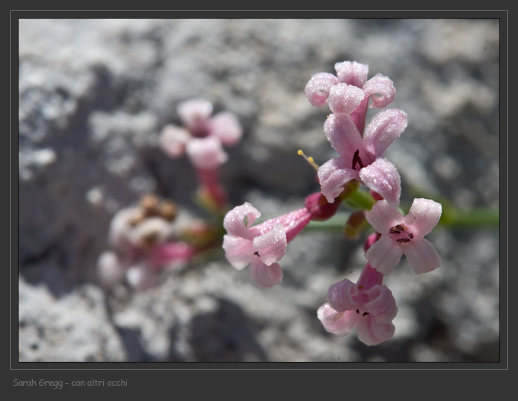 Congeneri? - Asperula sp.