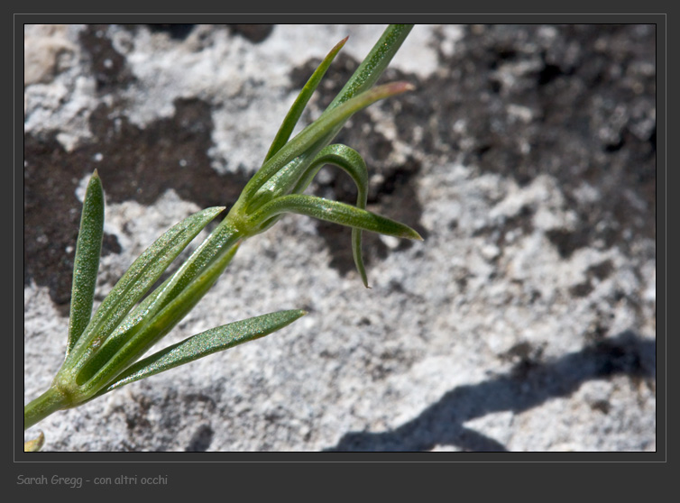 Congeneri? - Asperula sp.