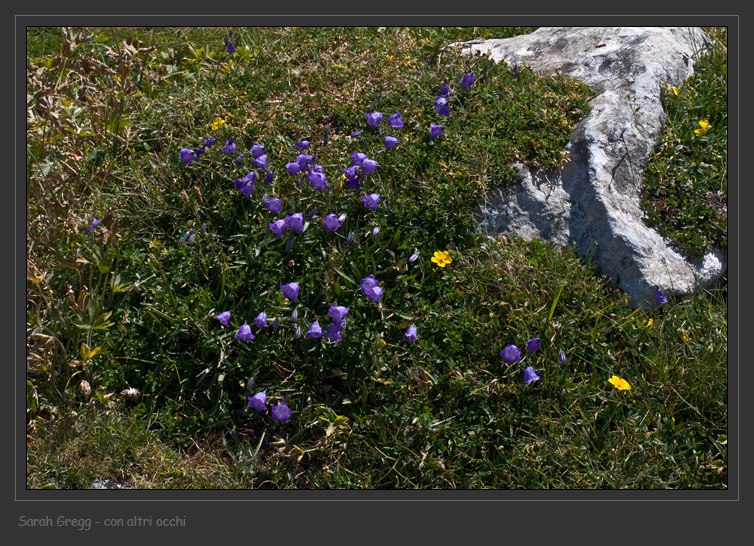 Dagli altri prati, Campanula scheuchzeri