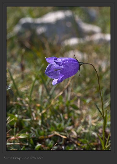 Dagli altri prati, Campanula scheuchzeri