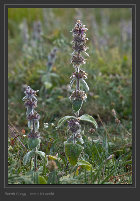 Lamiaceae abruzzesi 4 - Stachys tymphaea