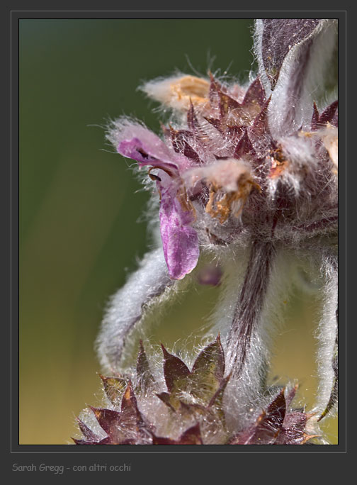 Lamiaceae abruzzesi 4 - Stachys tymphaea