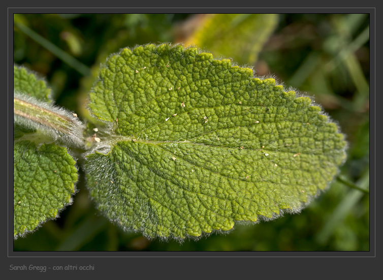 Lamiaceae abruzzesi 4 - Stachys tymphaea