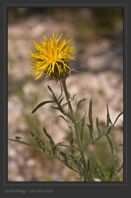 Centaurea ceratophylla / Fiordaliso a foglie cornee