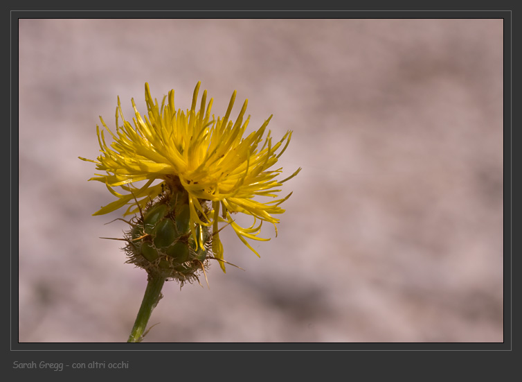 Centaurea ceratophylla / Fiordaliso a foglie cornee