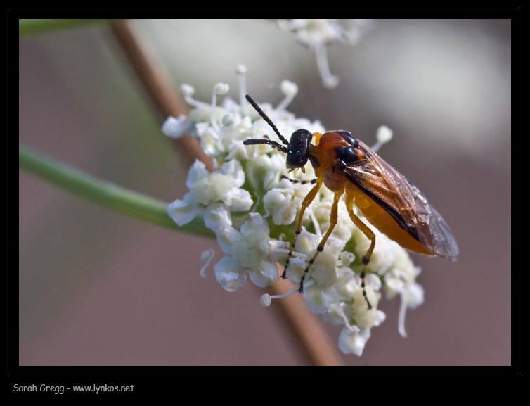 Athalia rosae (Tenthredinidae)