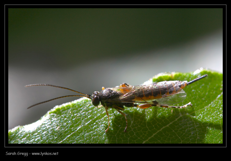 Ichneumonidae: forse una femmina di Itoplectis sp.