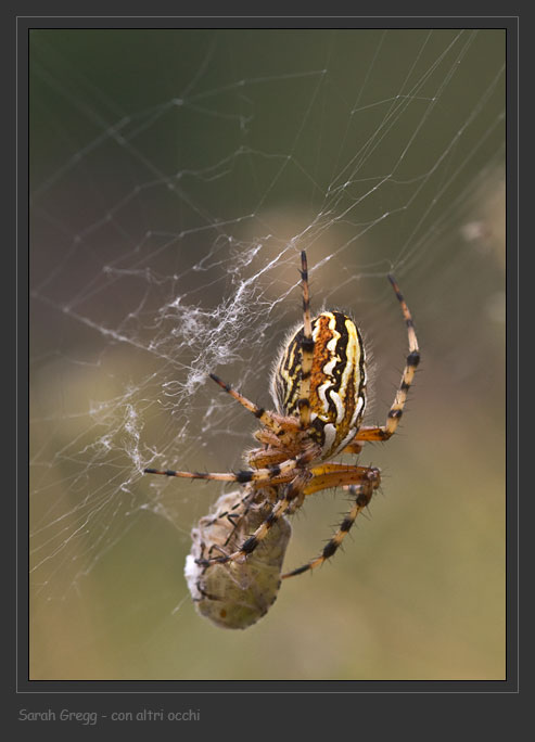 Visto che ci sono... Araneidae