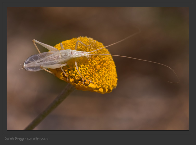 Oecanthus pellucens  (Oecanthidae)