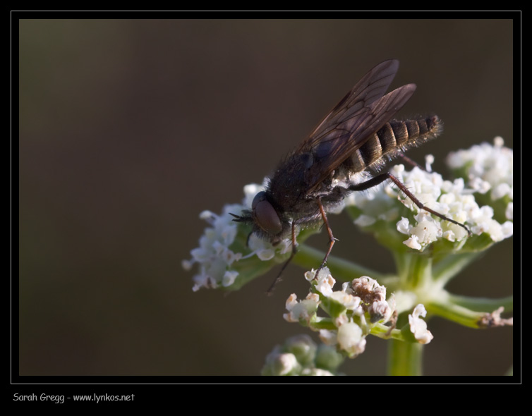 Thereva inornata