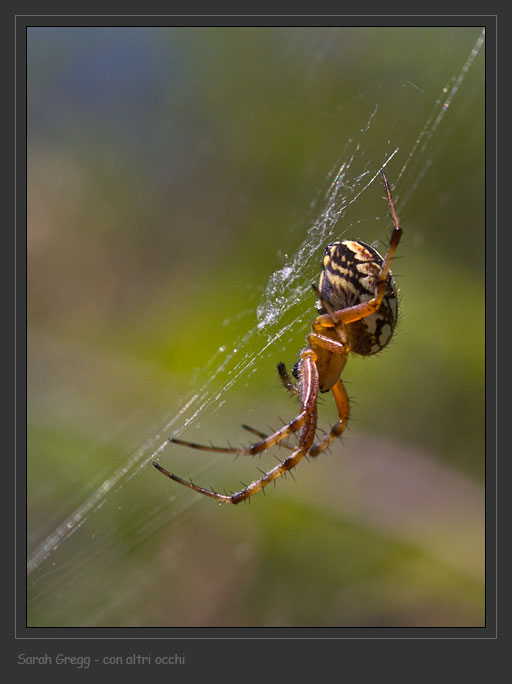 Visto che ci sono... Araneidae