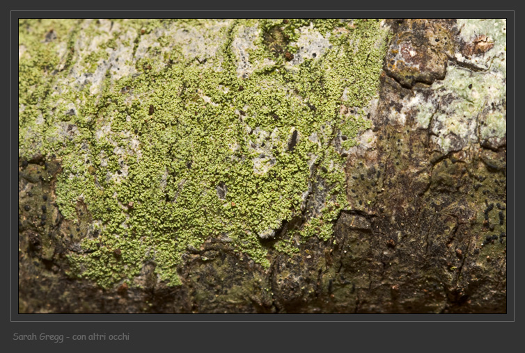 Pertusaria sp. (molto forse) dal litorale romano