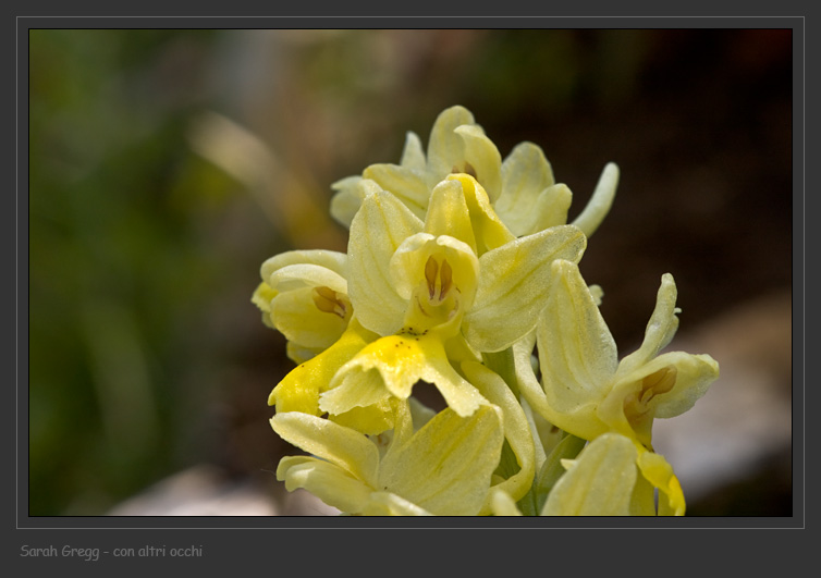 Orchis ... Tre orchidee dalla Majella