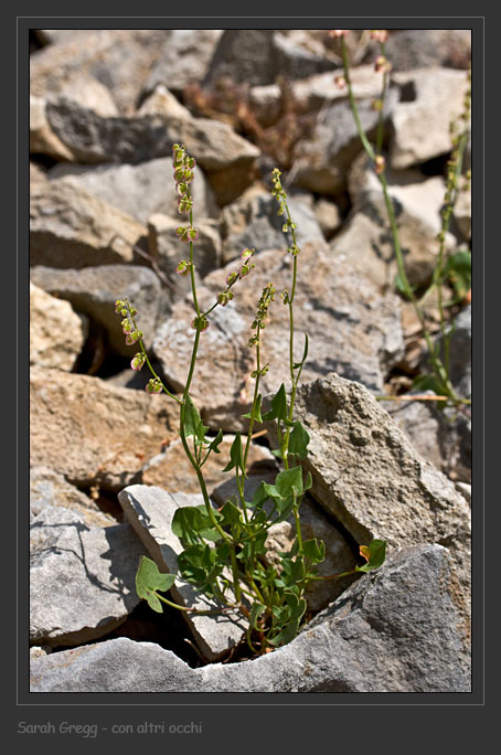 Rumex scutatus dalla Majella