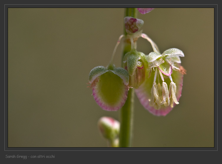 Rumex scutatus dalla Majella