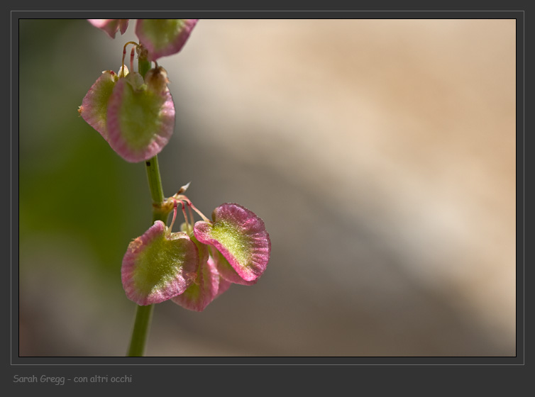 Rumex scutatus dalla Majella