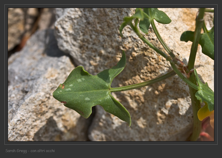 Rumex scutatus dalla Majella