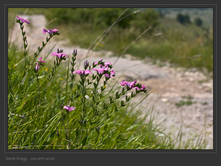 Linum viscosum / Lino malvino