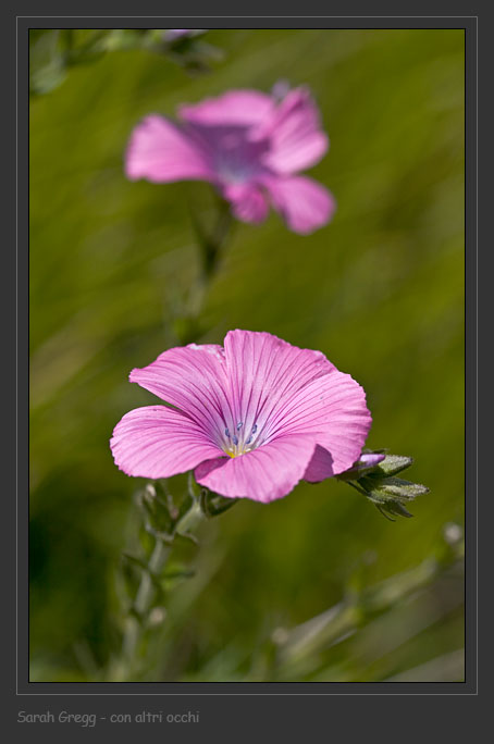 Linum viscosum / Lino malvino