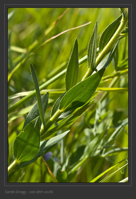 Linum viscosum / Lino malvino