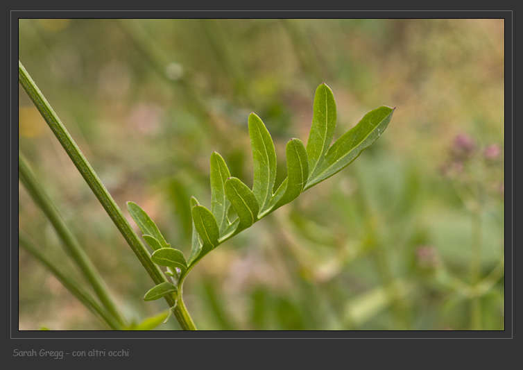 Centaurea scabiosa / Fiordaliso vedovino