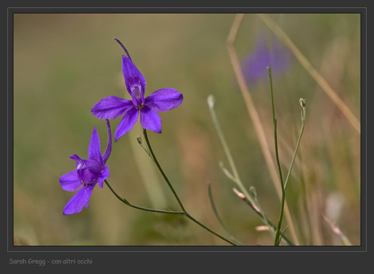 Consolida regalis dalla Majella