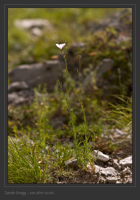 Linum tenuifolium dalla Majella