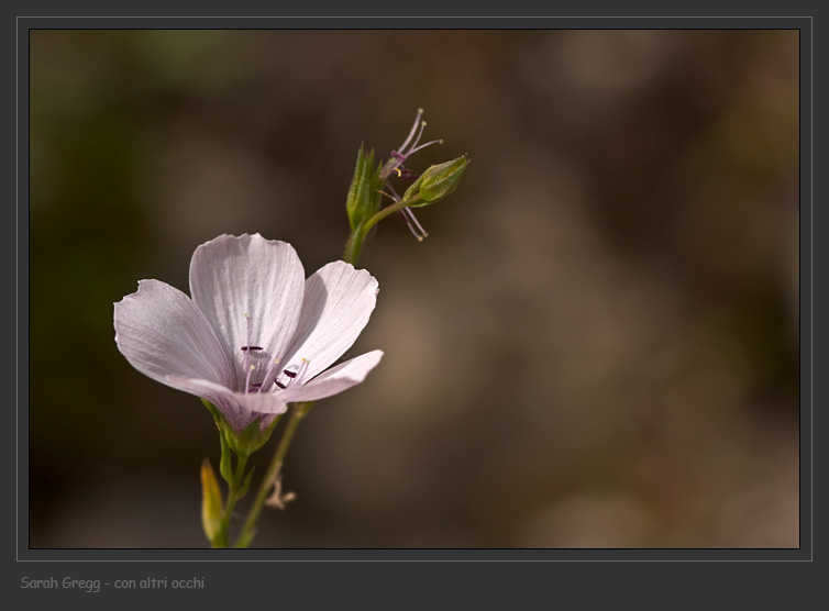 Linum tenuifolium dalla Majella