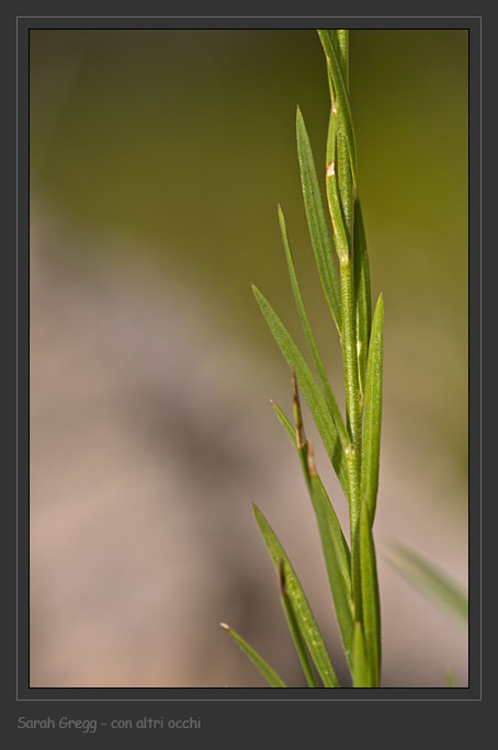 Linum tenuifolium dalla Majella