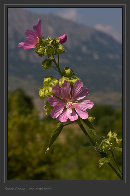 Lavatera Thuringiaca / Malvone di Turingia