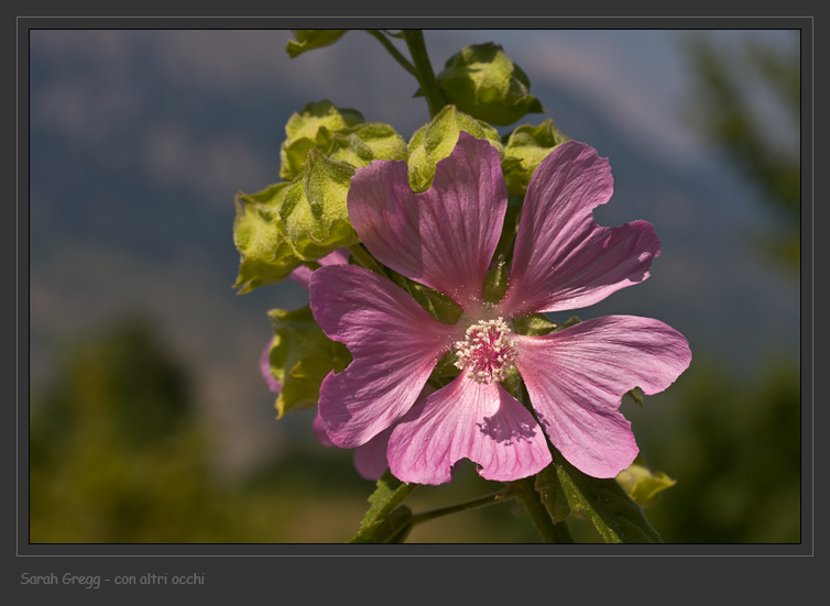 Lavatera Thuringiaca / Malvone di Turingia