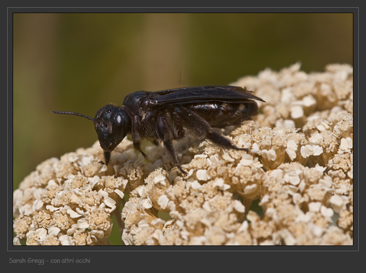 Andrena sp. femmina