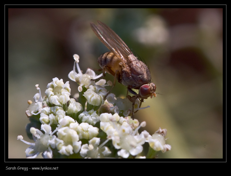 Dovrei sapere...Minettia sp.