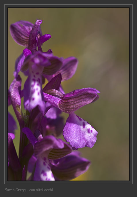 Orchis ... Tre orchidee dalla Majella