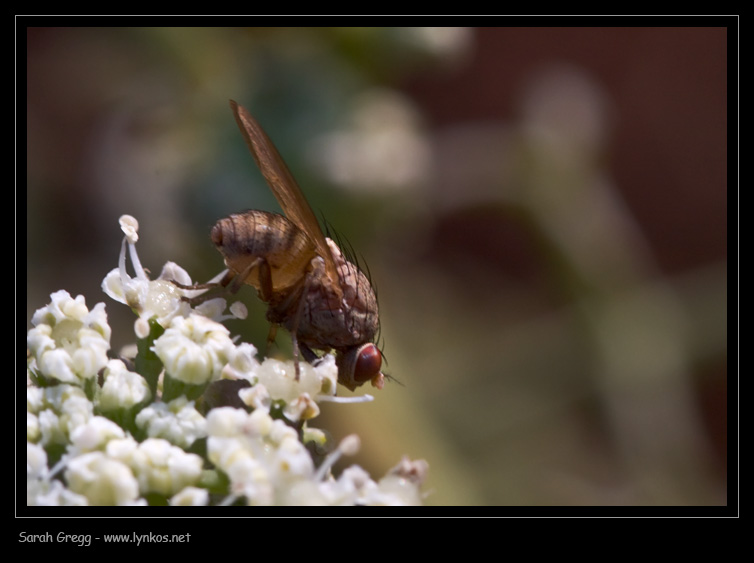 Dovrei sapere...Minettia sp.