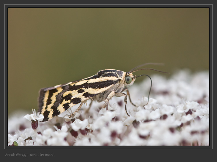 Lepidotteri abruzzesi