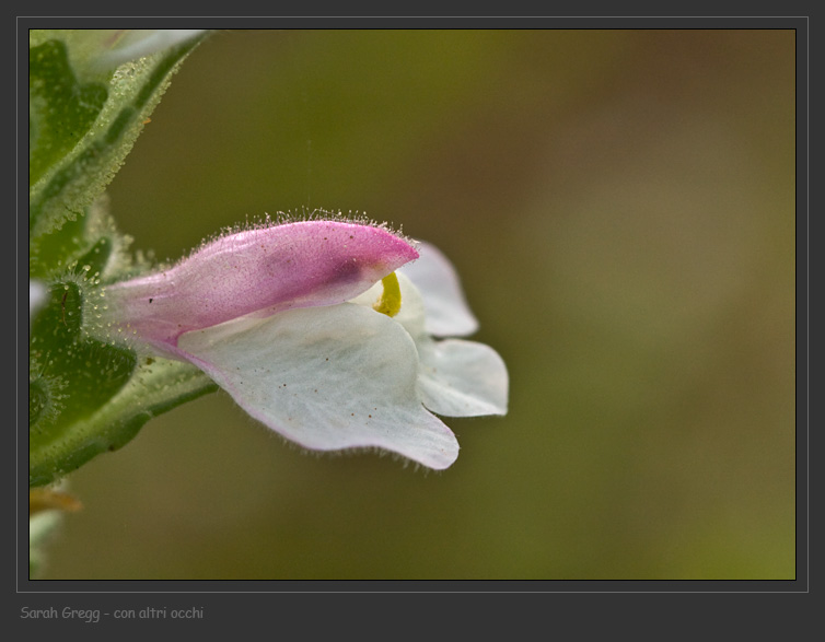 Bartsia trixago