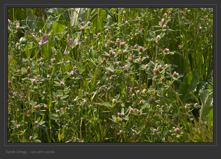 Trifoglio sconosciuto - Trifolium striatum sl.
