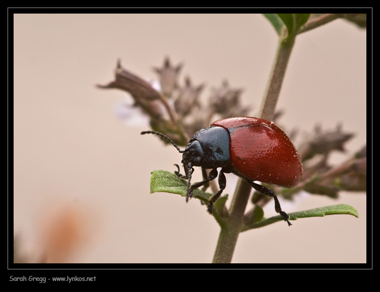 Chrysolina lucida?