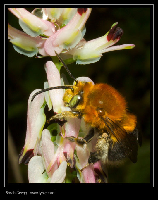 Impollinazione...ma non solo...(perforazione del calice)