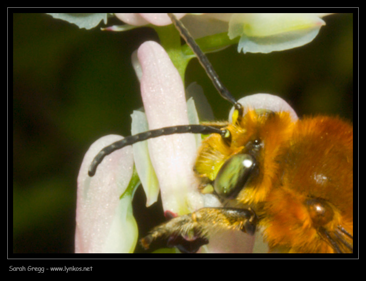 Impollinazione...ma non solo...(perforazione del calice)