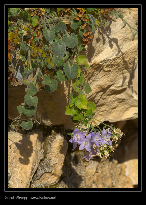 Campanula fragilis subsp. cavolinii