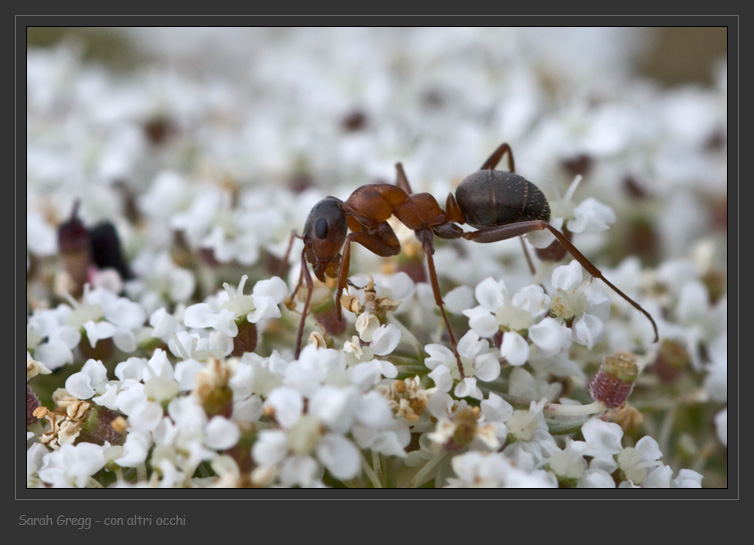 Anch''io una formica (Formica sp.)