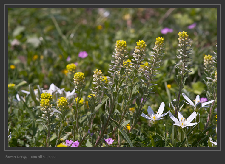 Alyssum simplex / Alisso campestre