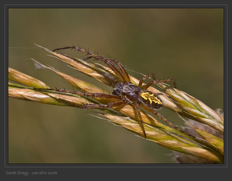 Visto che ci sono... Araneidae